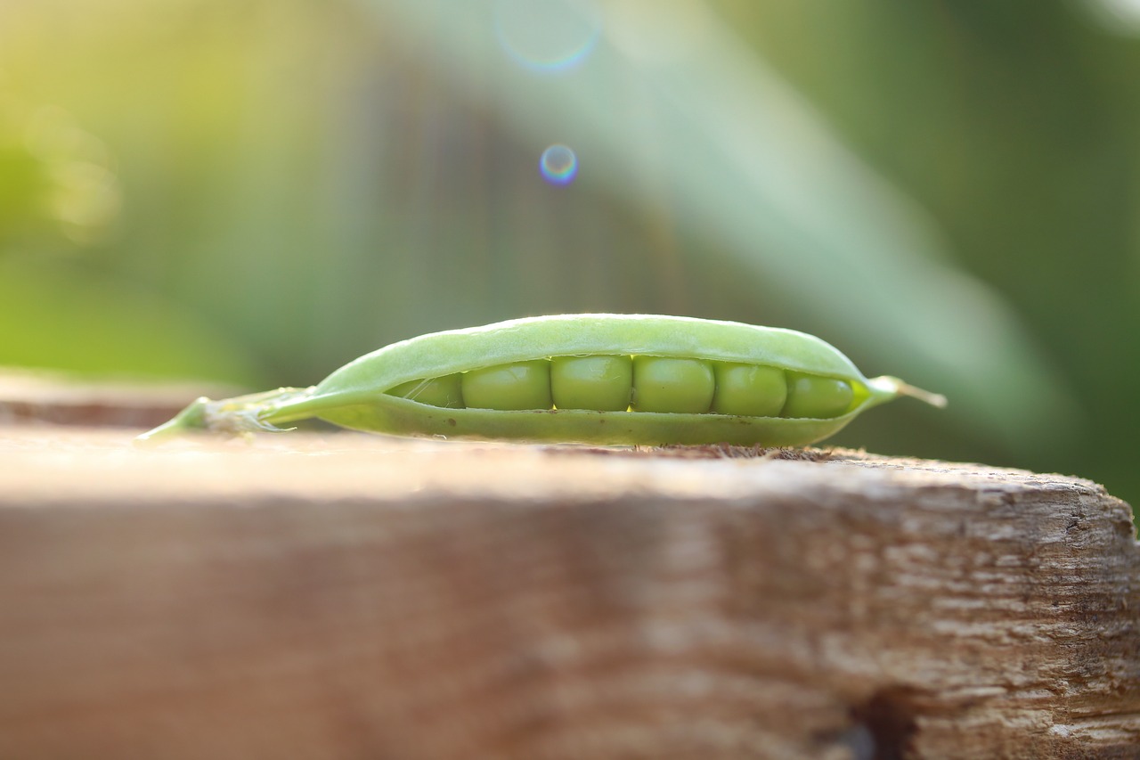 games  peas  pod free photo