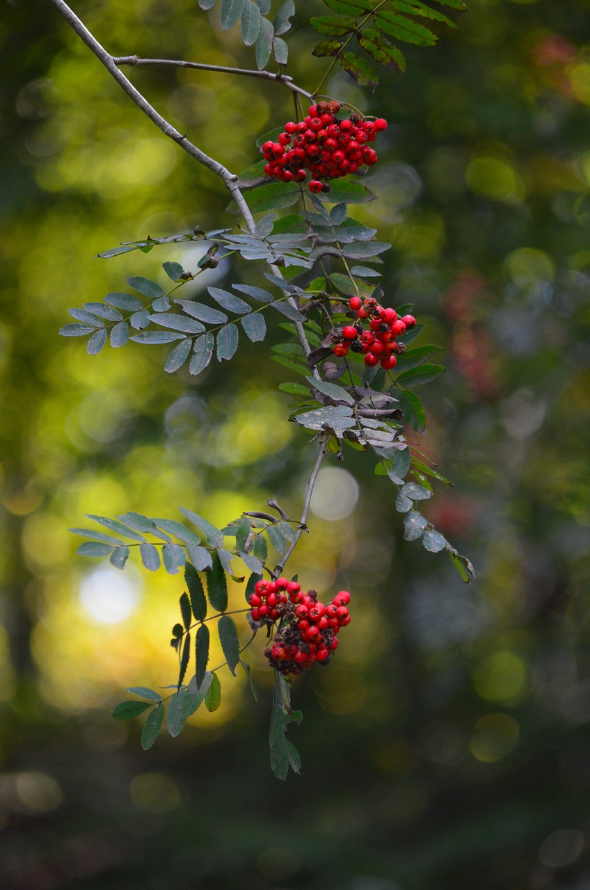 games of light red mountain ash free photo