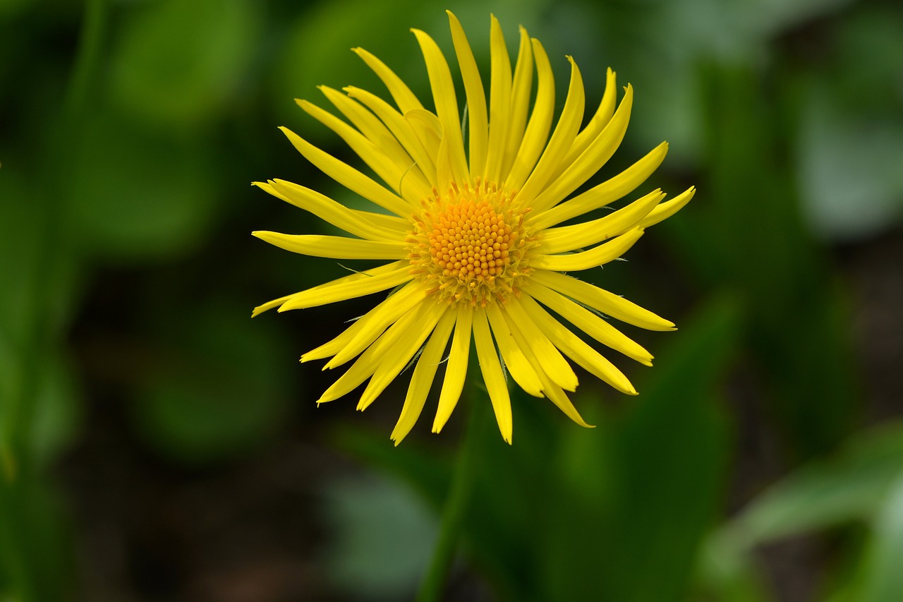 gämswurz flower plant free photo