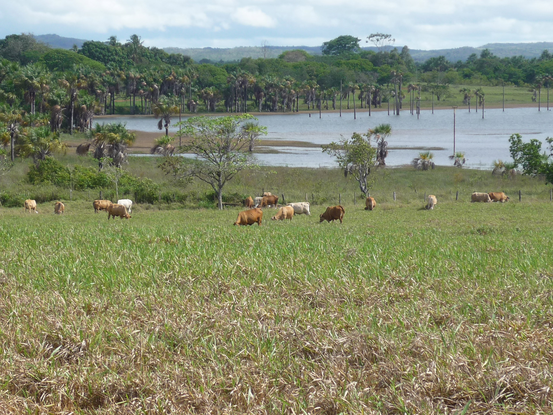livestock landscape cattle free photo