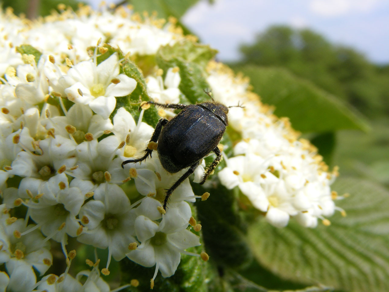 beetles forest photography free photo