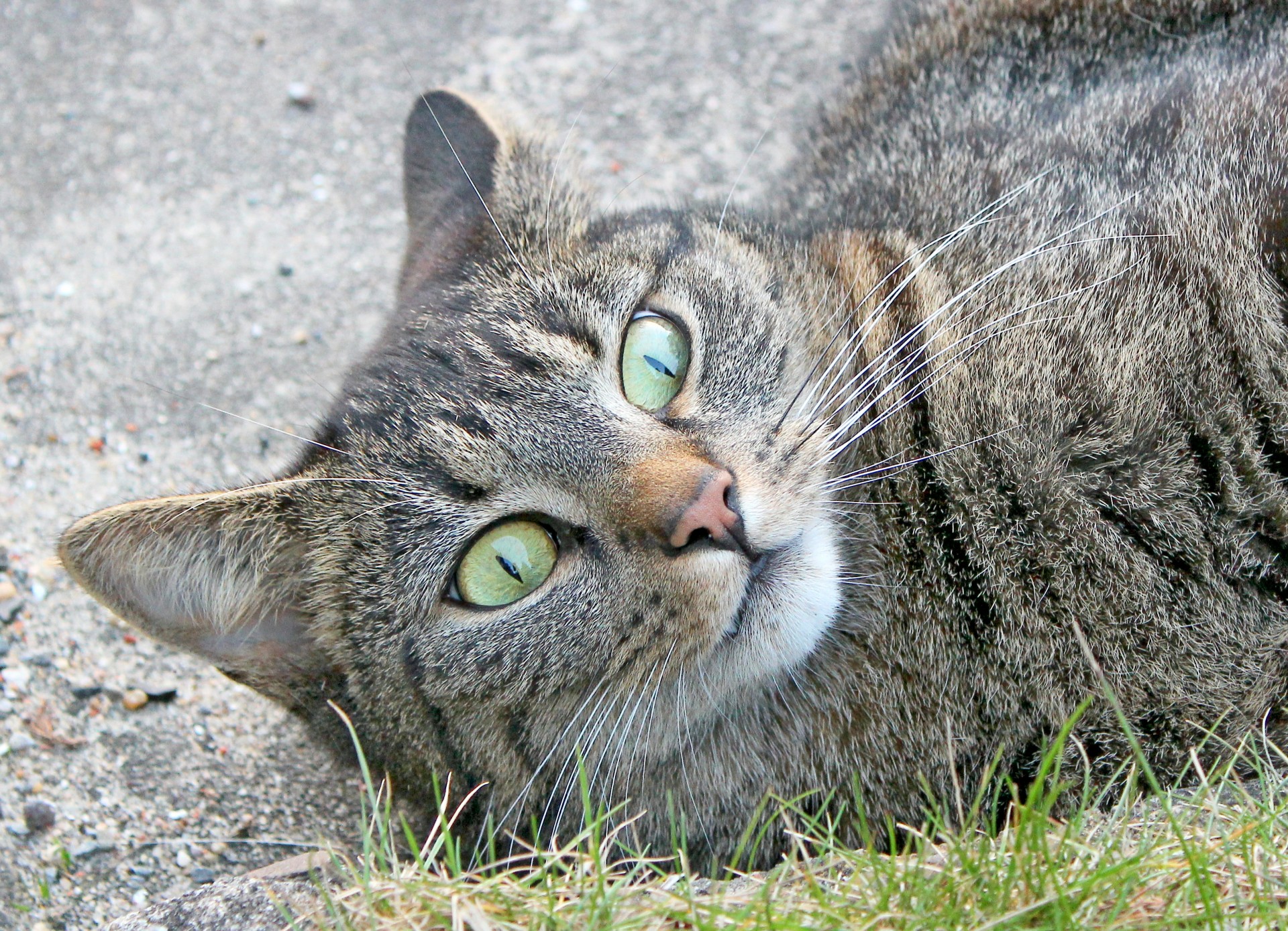 cat outdoors evil eye free photo