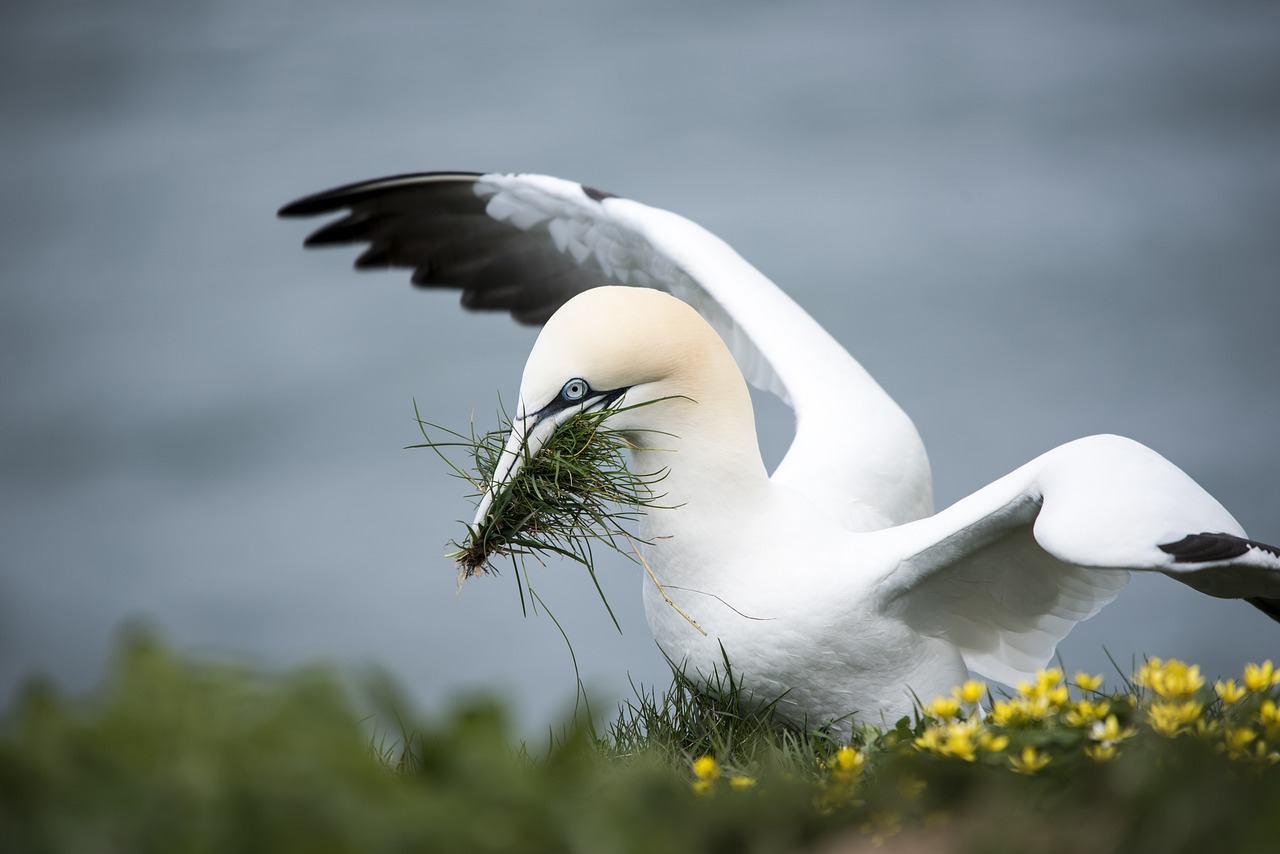 gannet sea bird yellow free photo