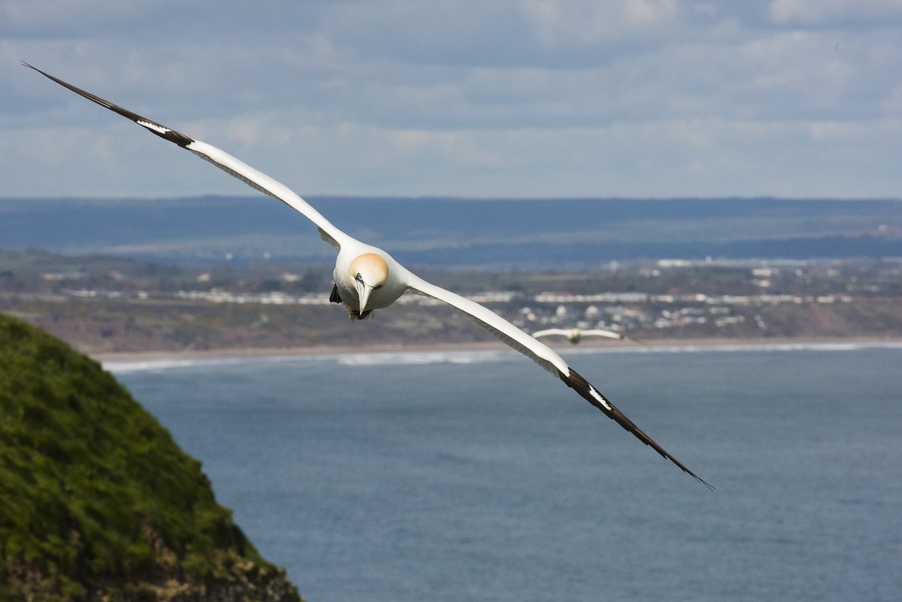 gannet flight soar free photo