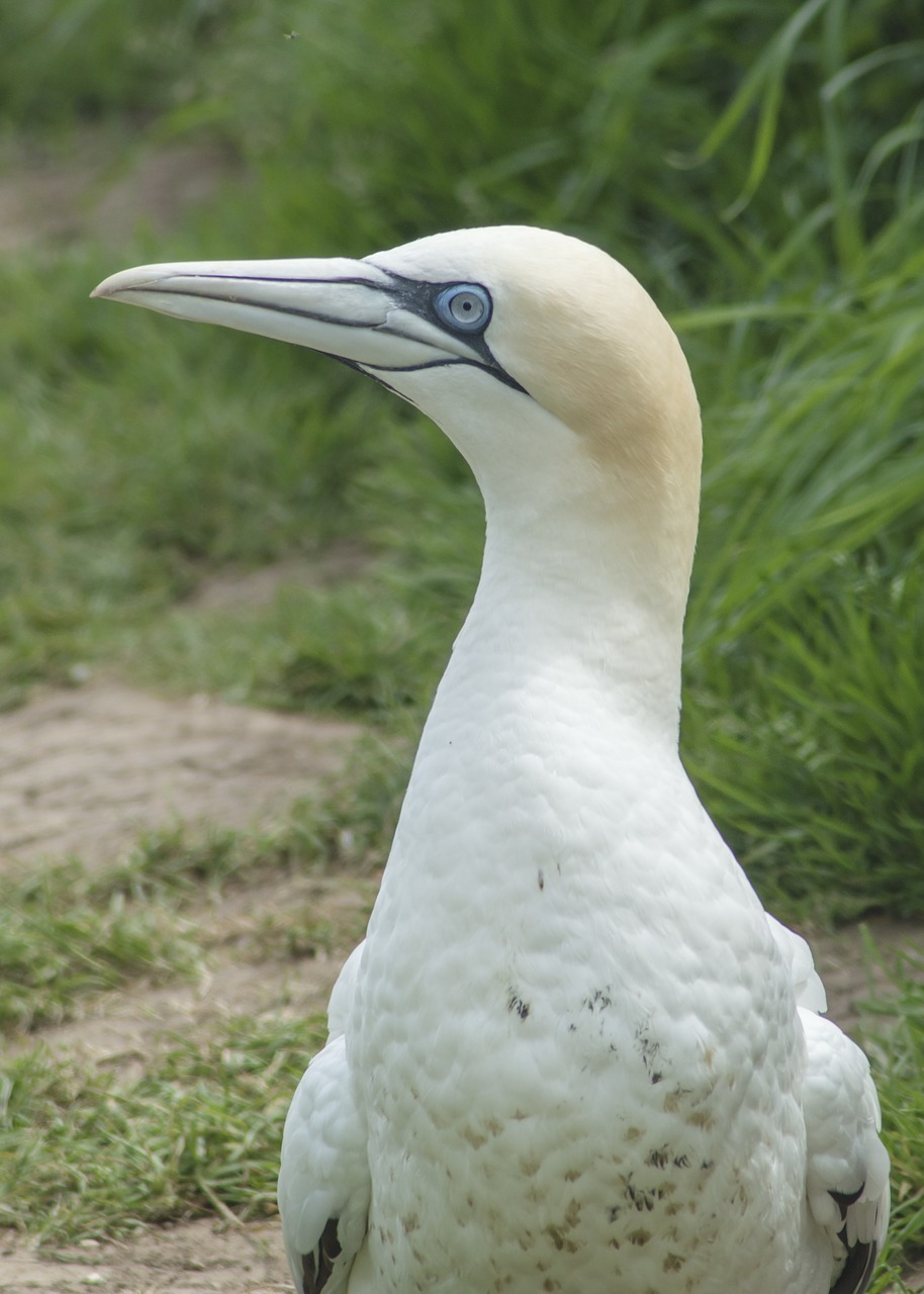 gannet bird sea free photo