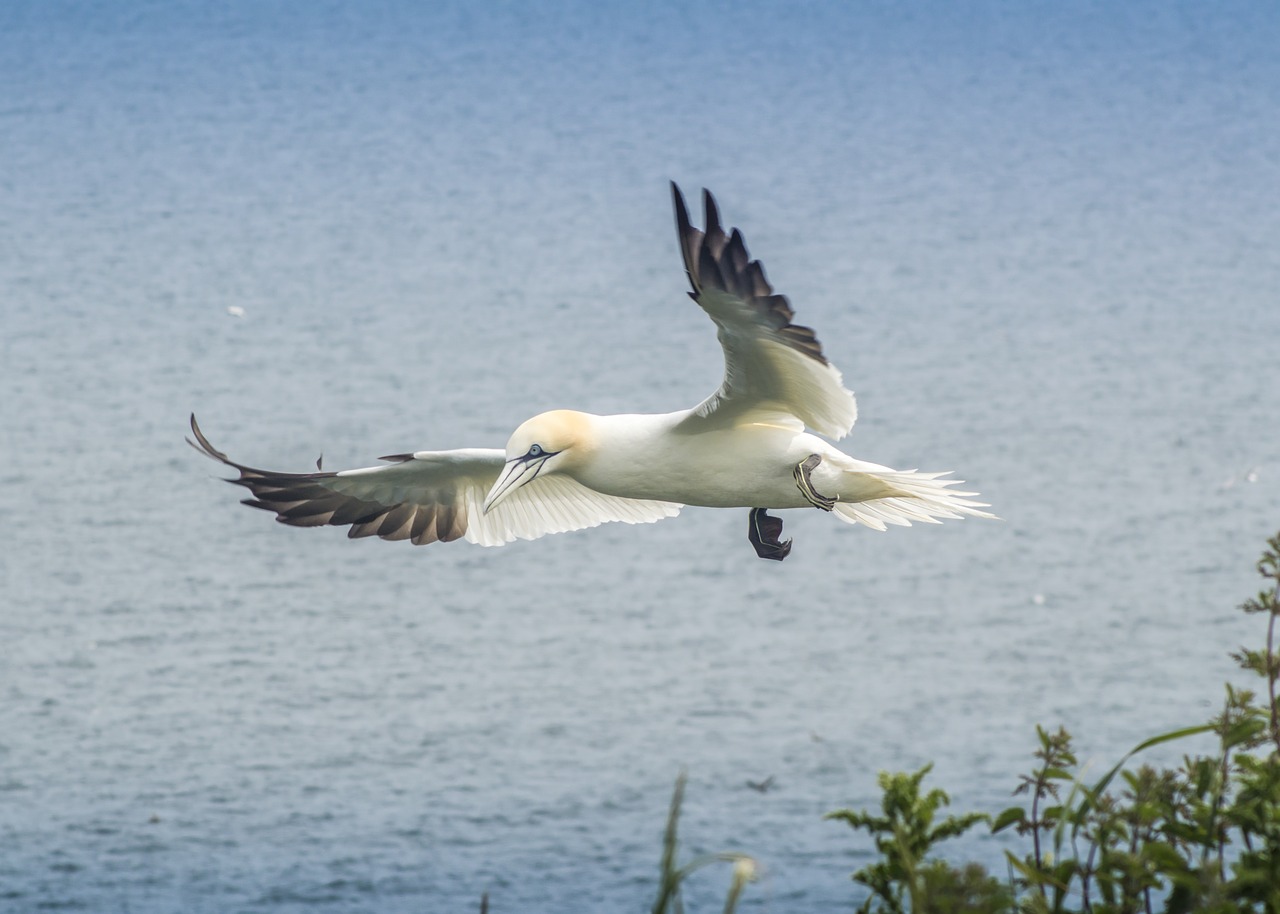 gannet bird wildlife free photo