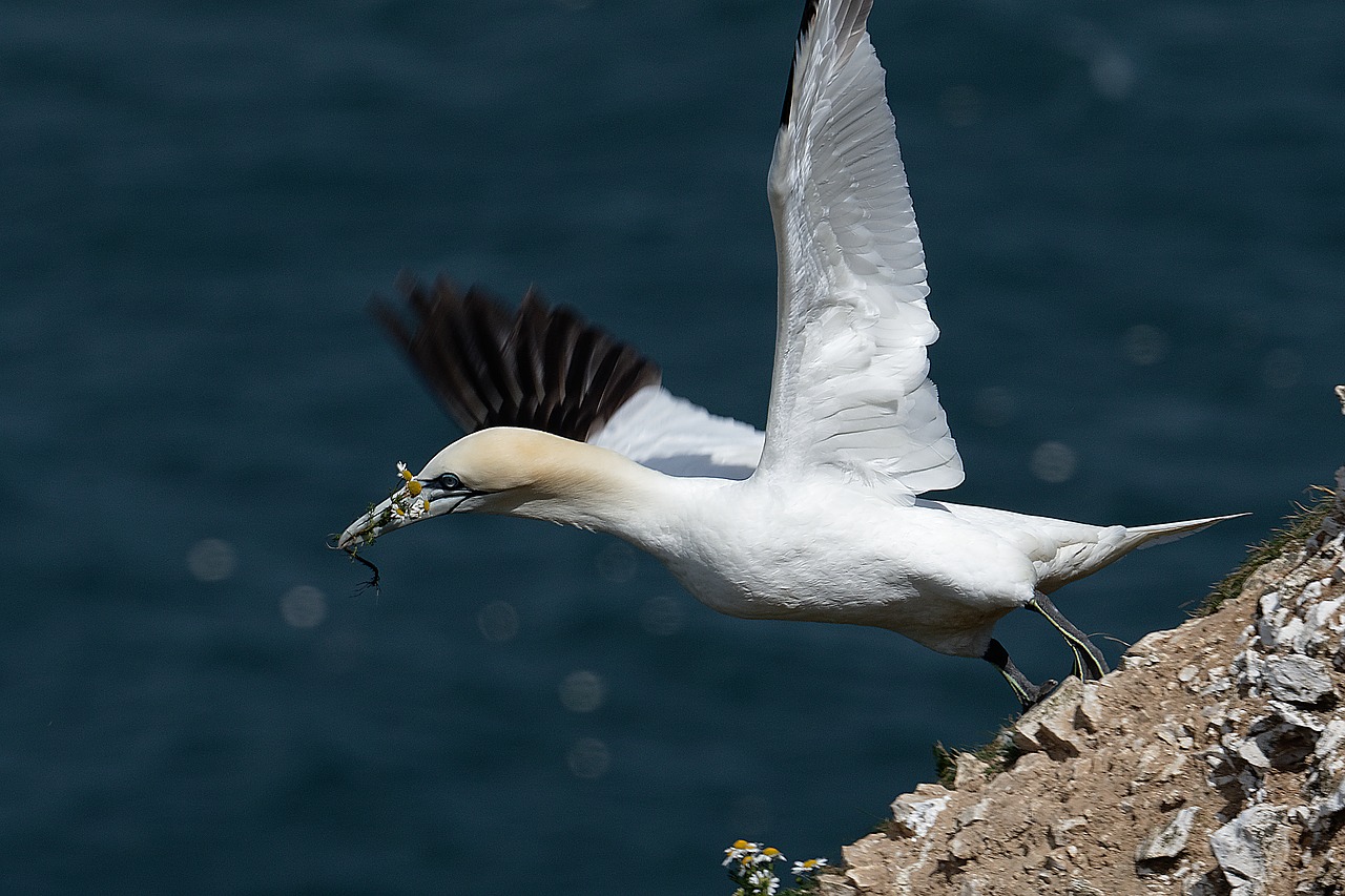 gannet seabird water free photo