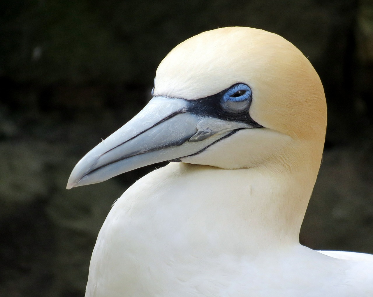 gannet sea-bird bird free photo