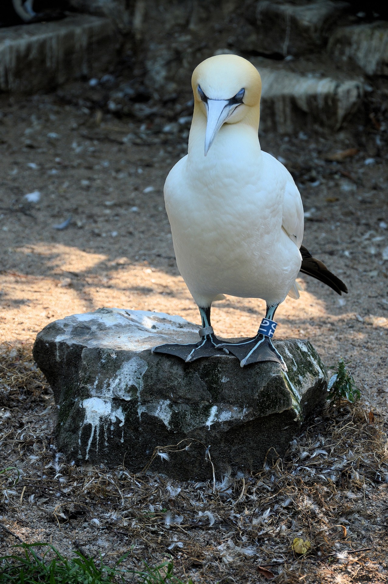 gannet bird sea free photo