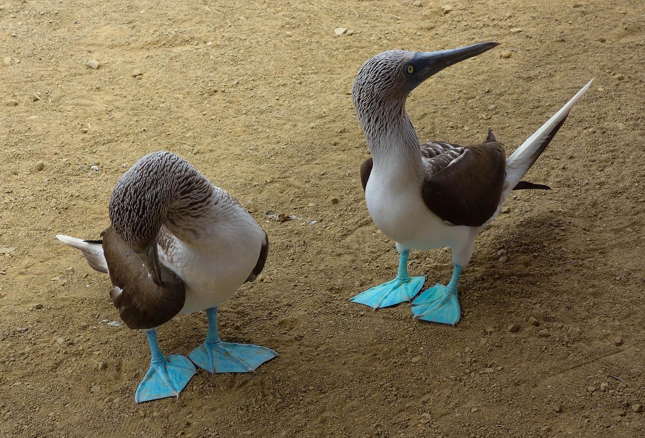 gannets island birds free photo