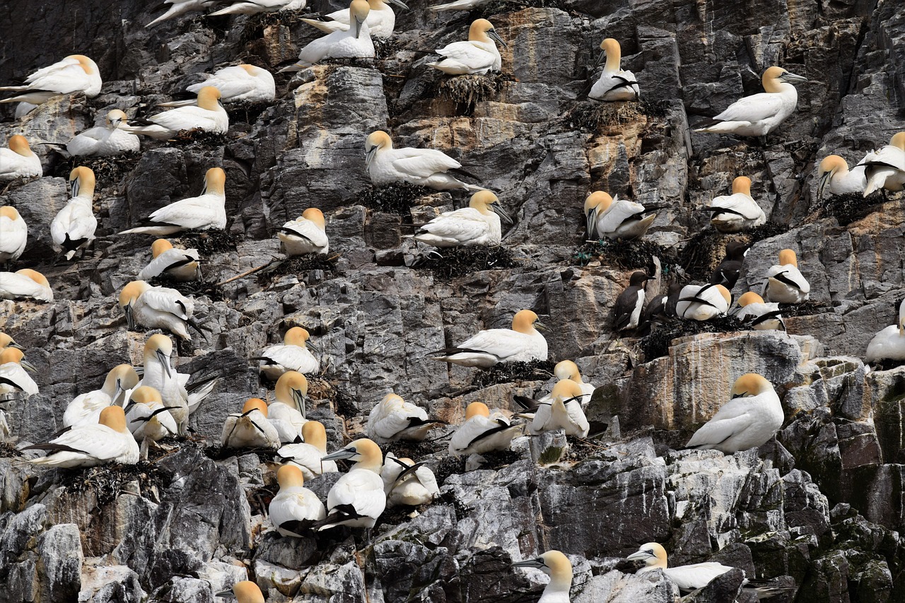 gannets seabird colony free photo
