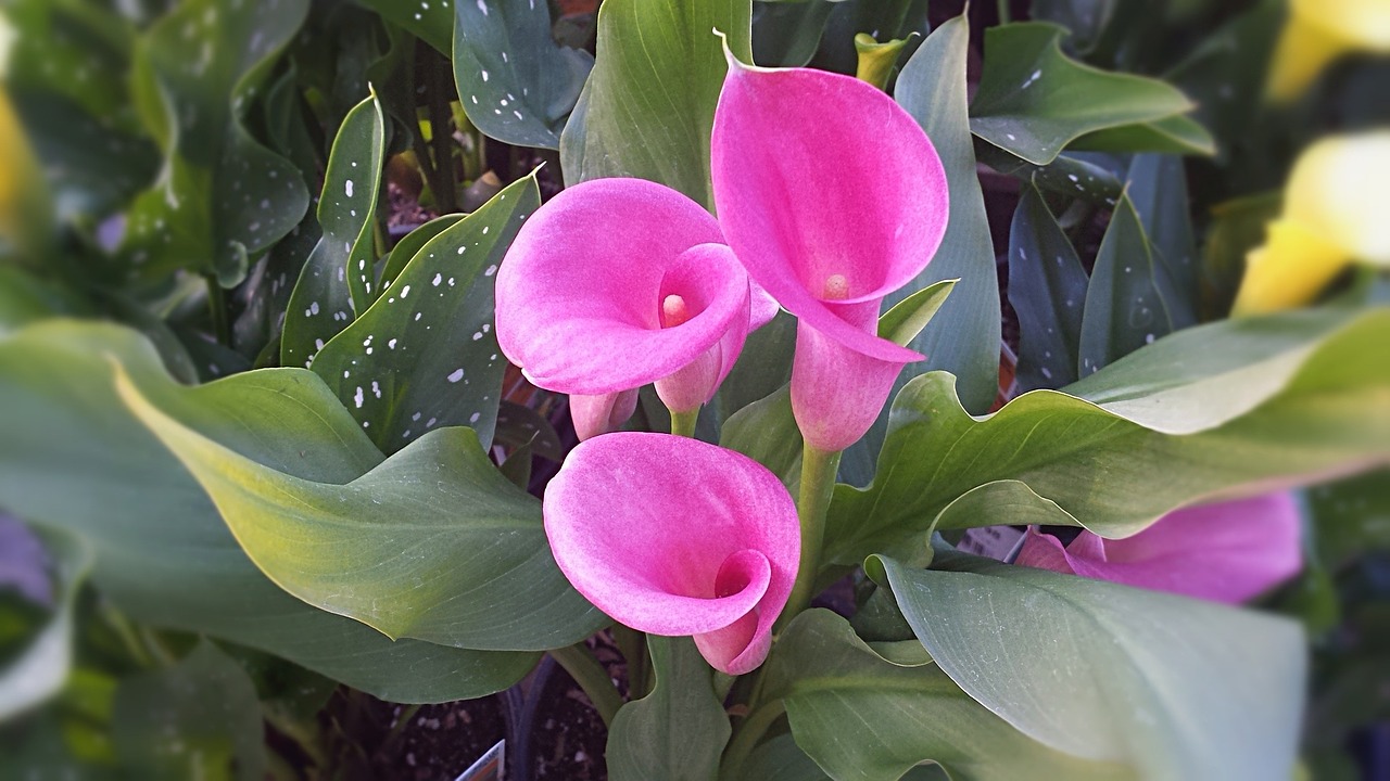 gannets flowers pink free photo