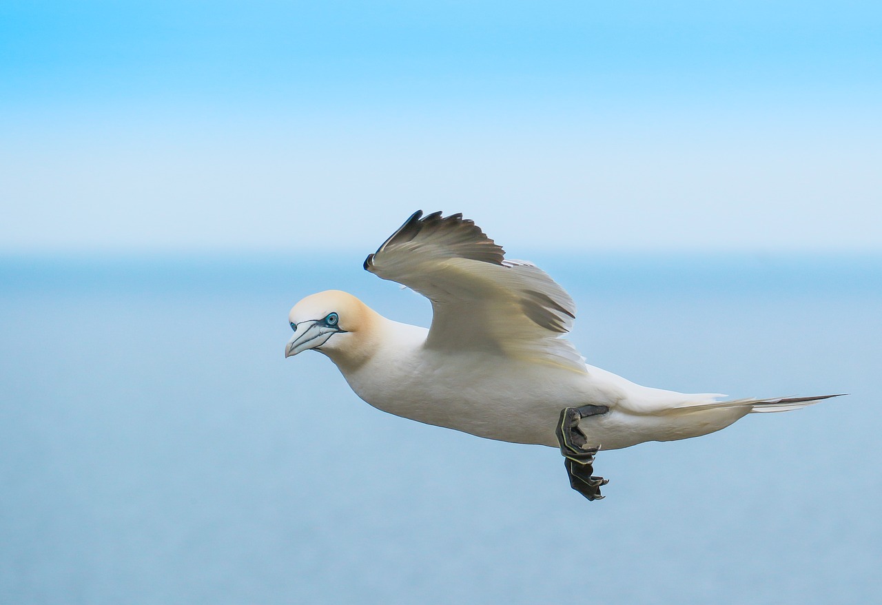 gannett bird in flight yorkshire free photo