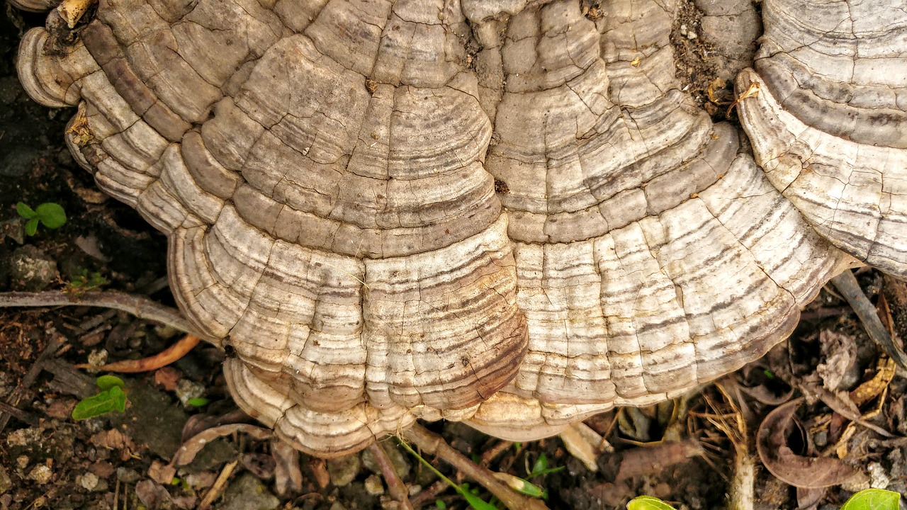 ganoderma mushroom fungus free photo