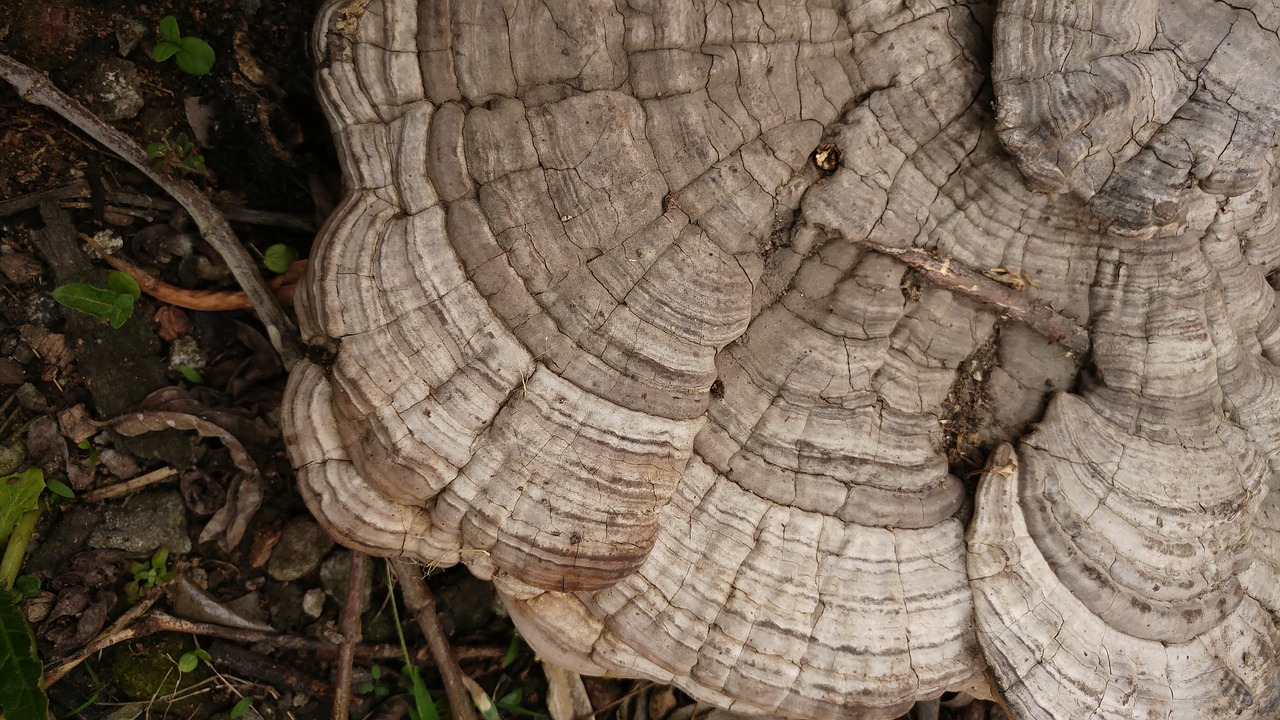 ganoderma mushroom fungus free photo