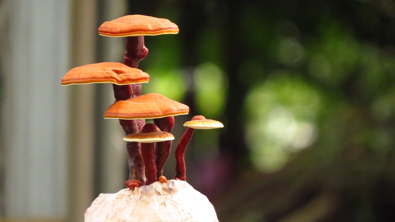 ganoderma lucidum bonsai reishi bonsai ganoderma bonsai free photo