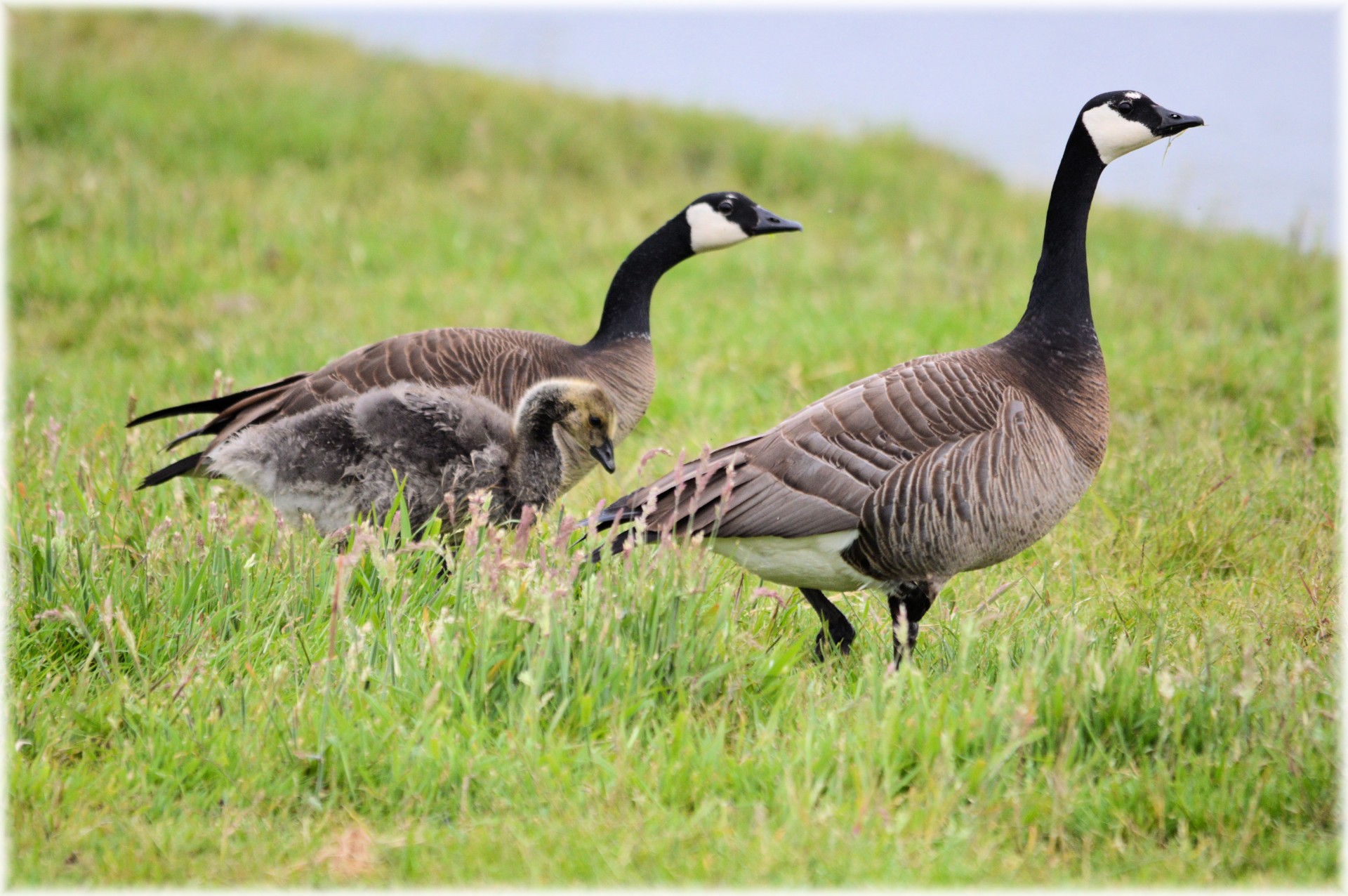 goose waterfowl water bird free photo