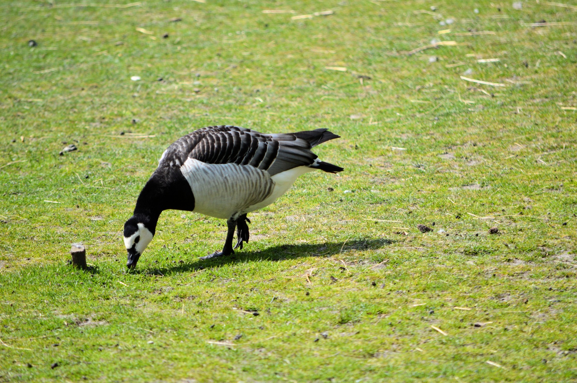 goose waterfowl water bird free photo