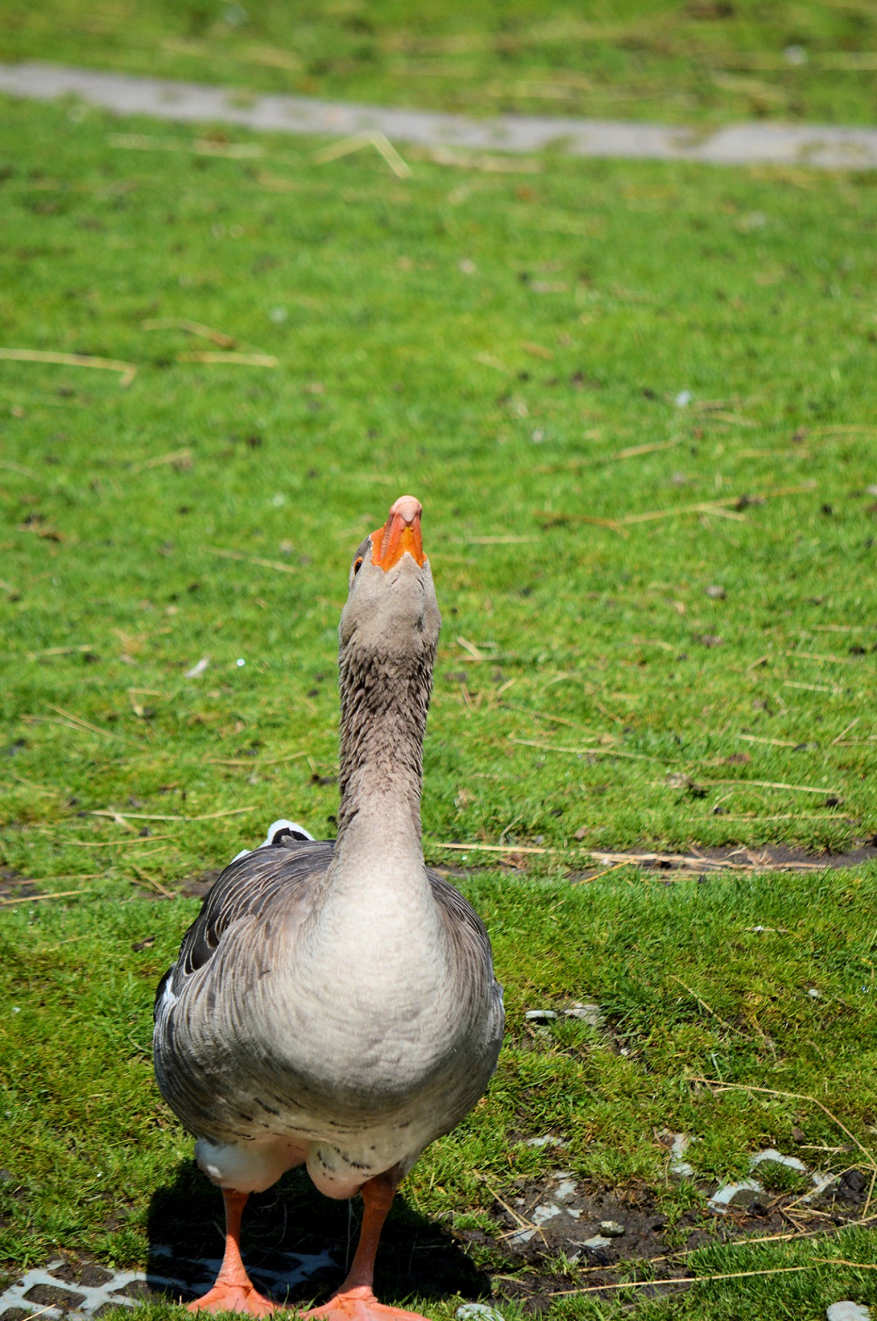 goose geese animal free photo