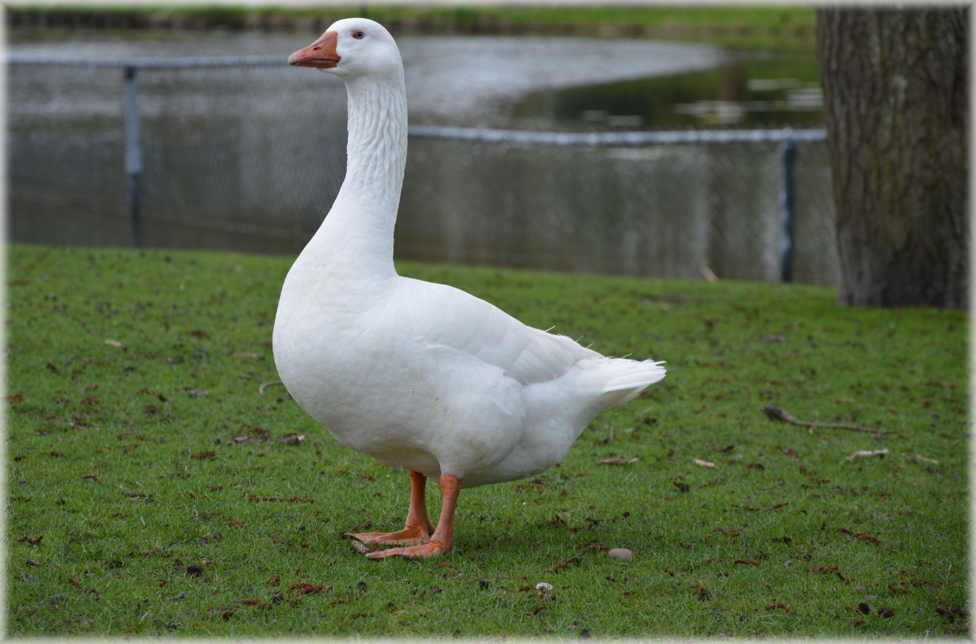goose animal bird free photo