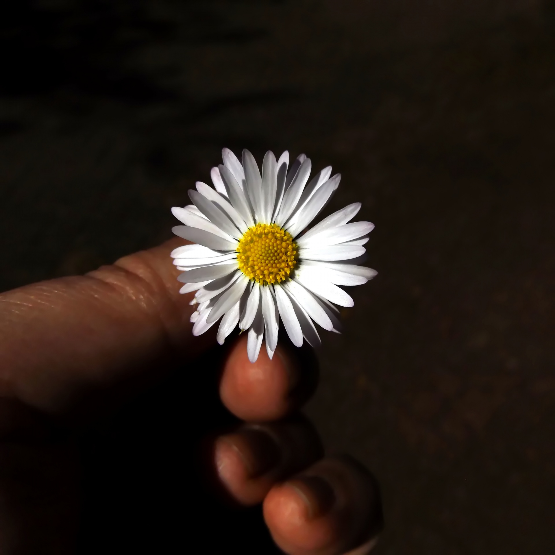 hand flower daisy free photo