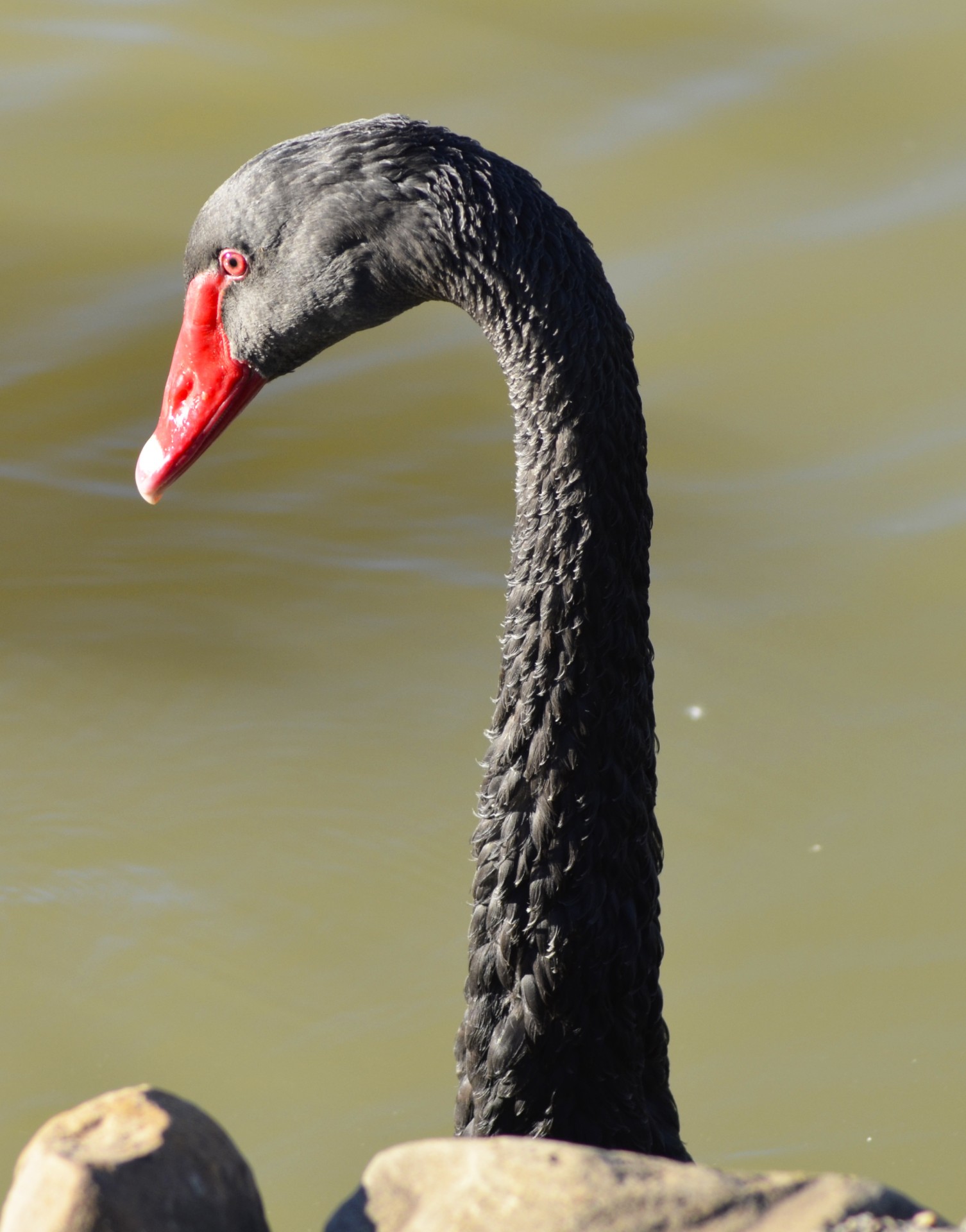 black goose black goose free photo