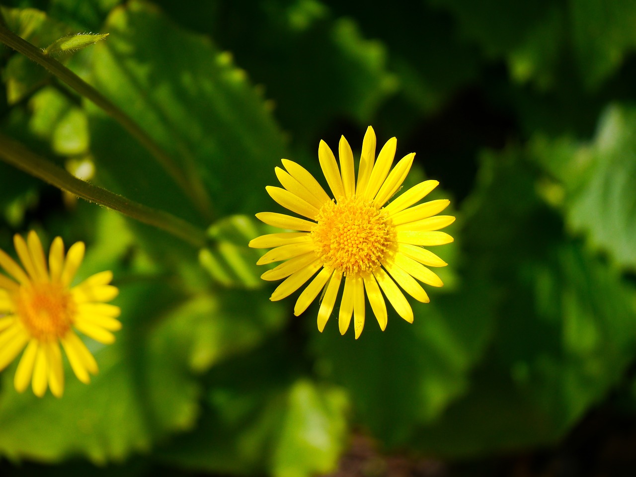 ganswurz yellow bloom free photo