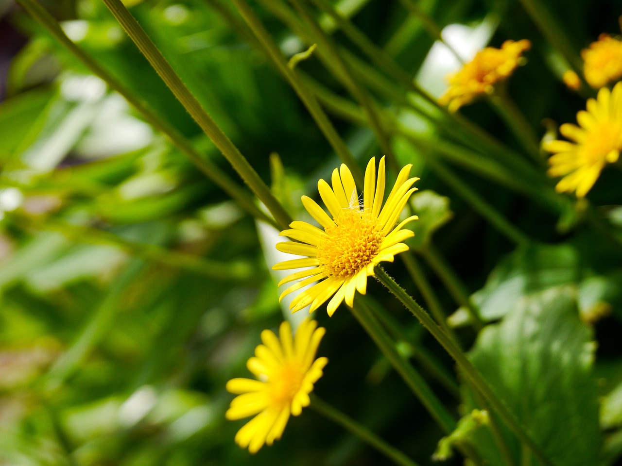 ganswurz yellow bloom plant free photo