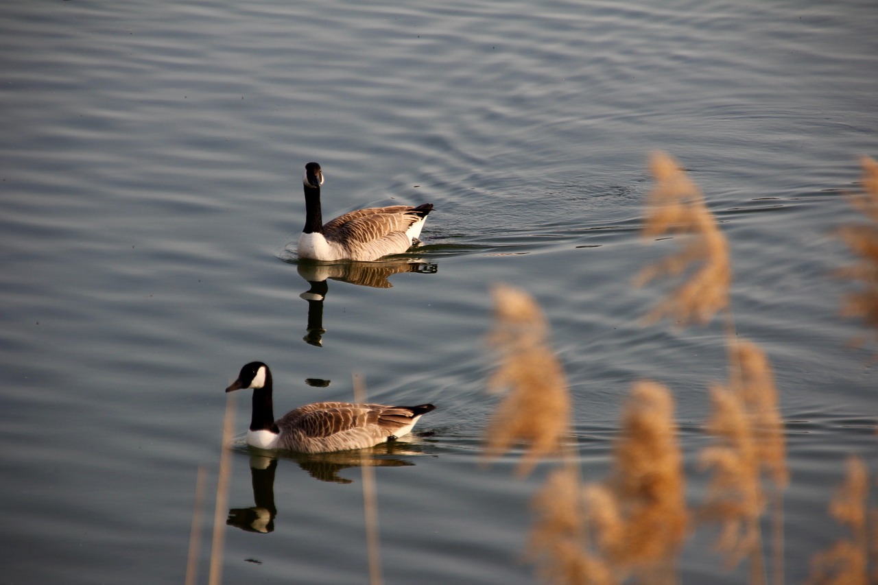 ganz pair water free photo