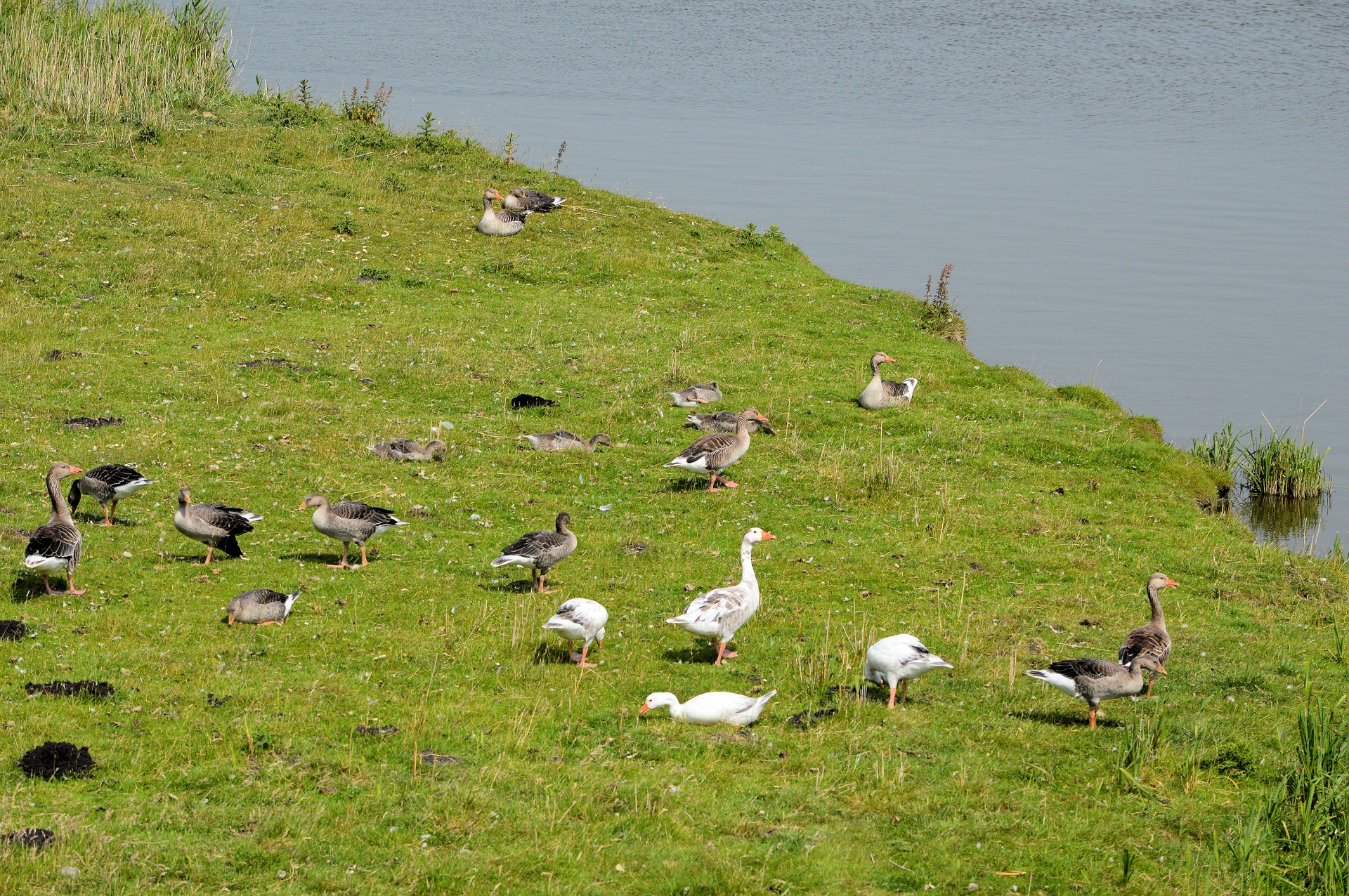 geese waterfowl birds free photo