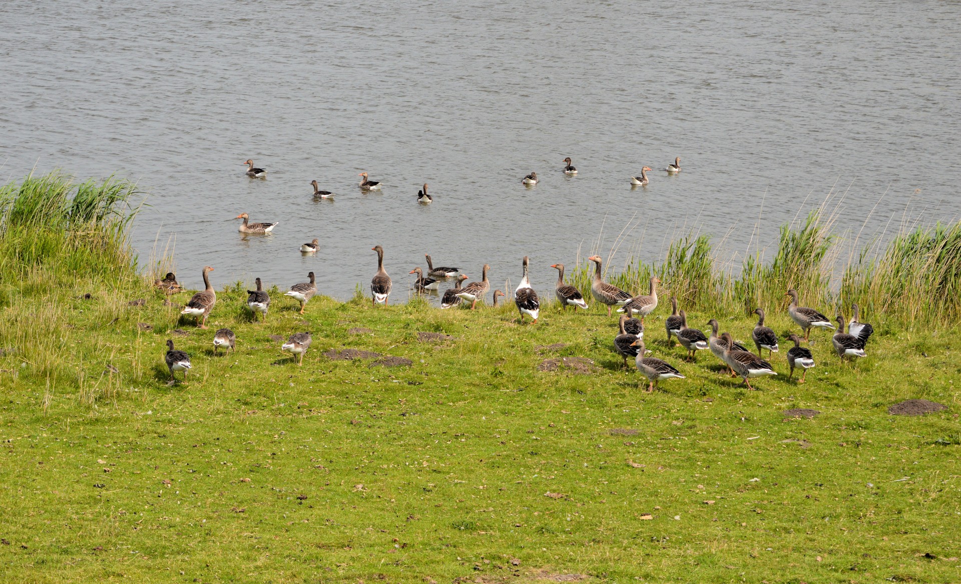 geese waterfowl birds free photo