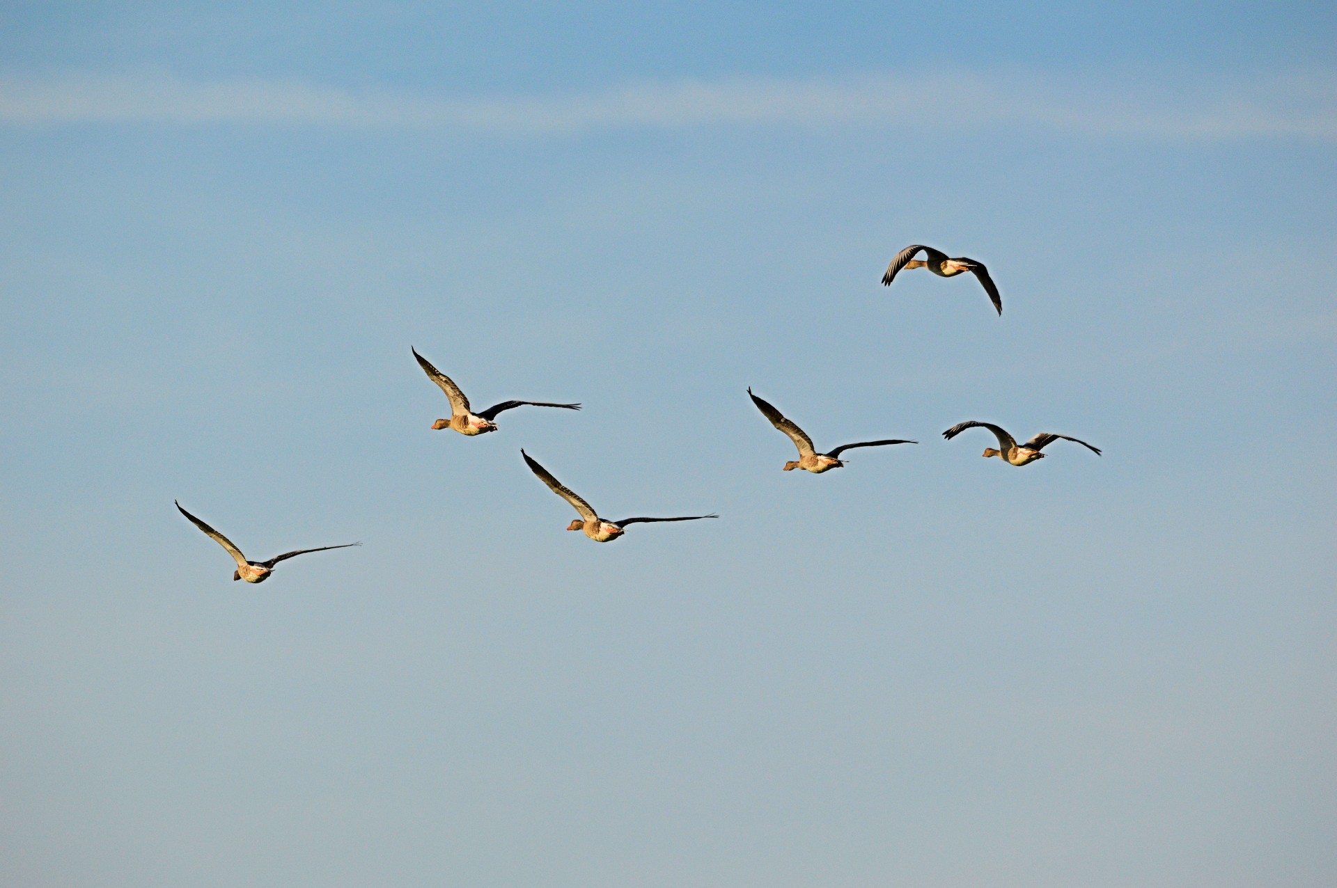 goose geese animal free photo