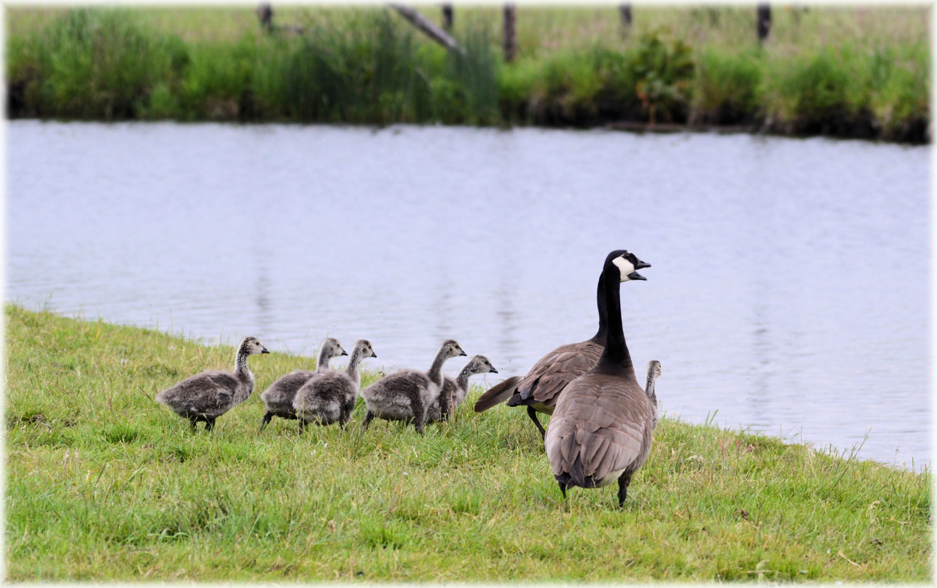 geese goslings family free photo