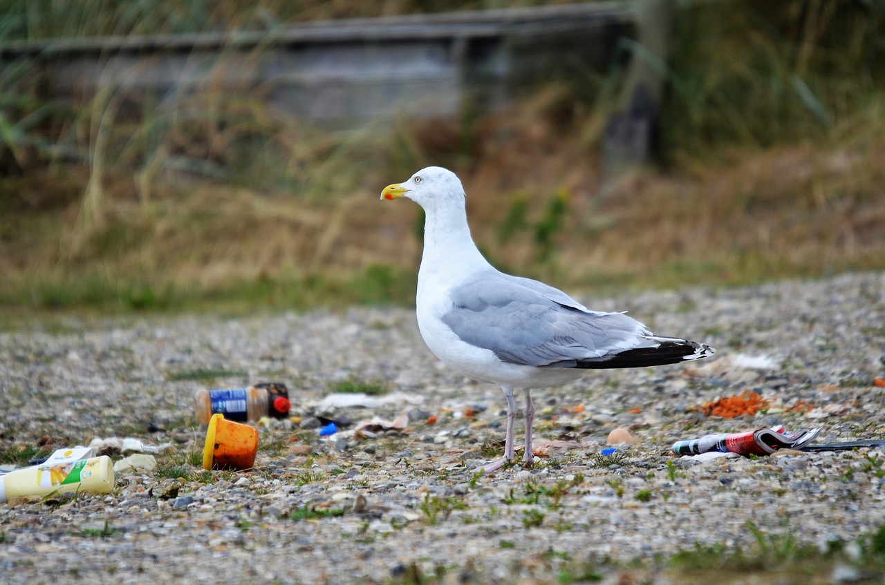 garbage  gull  bird in the garbage free photo