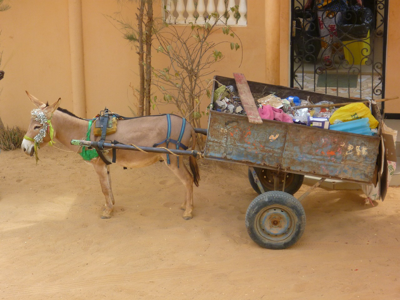 garbage transportation donkey free photo
