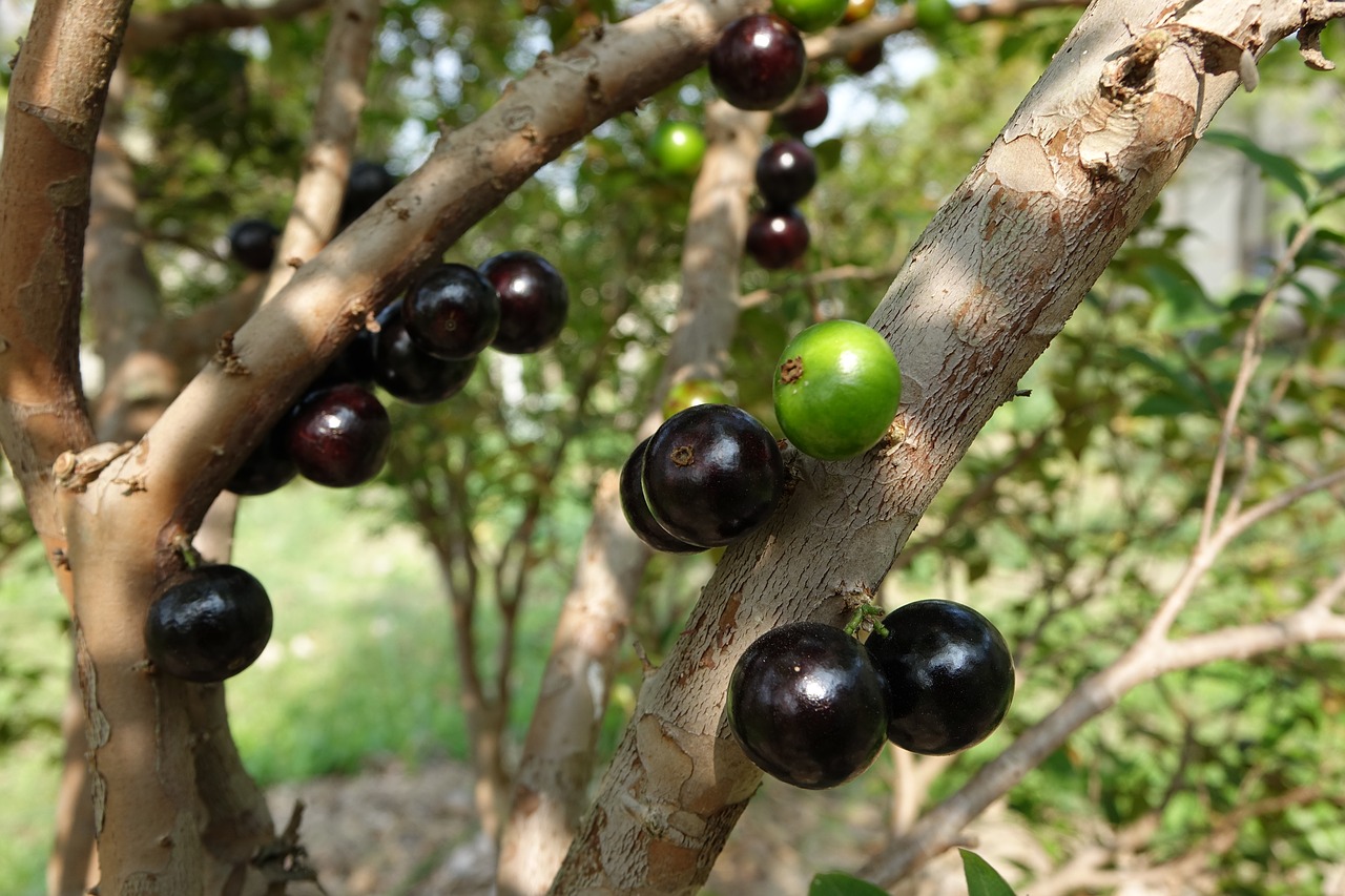 garbo greta fruit tree grape fruit free photo