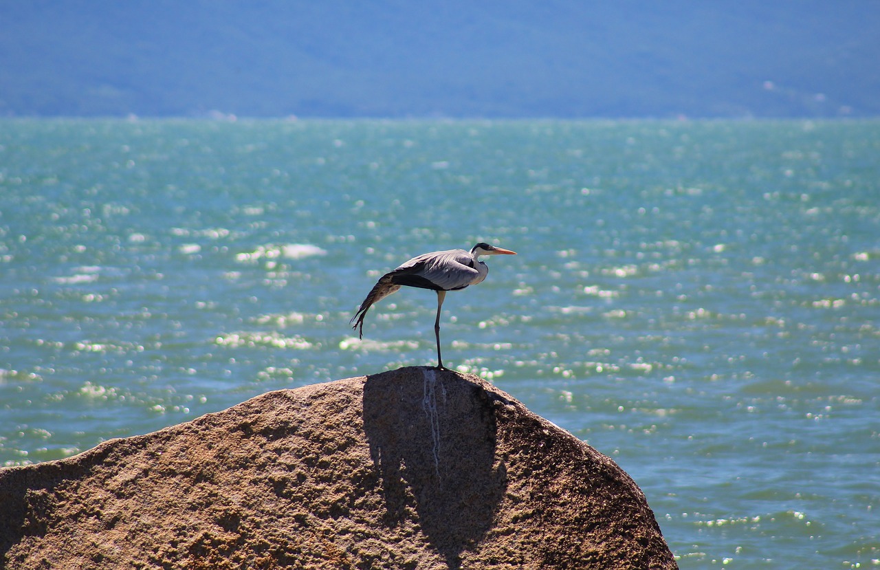 garça-moura  bird  nature free photo