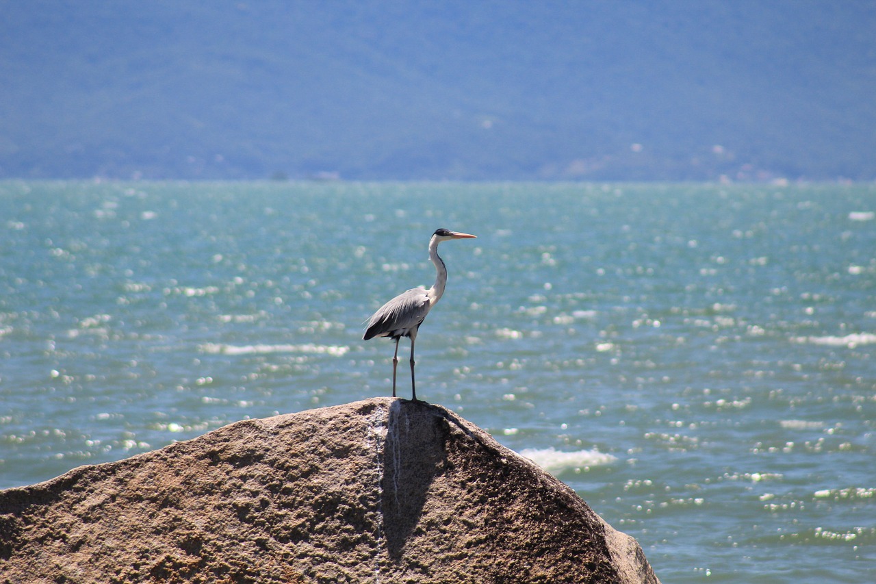 garça-moura aquatic birds  bird  great free photo