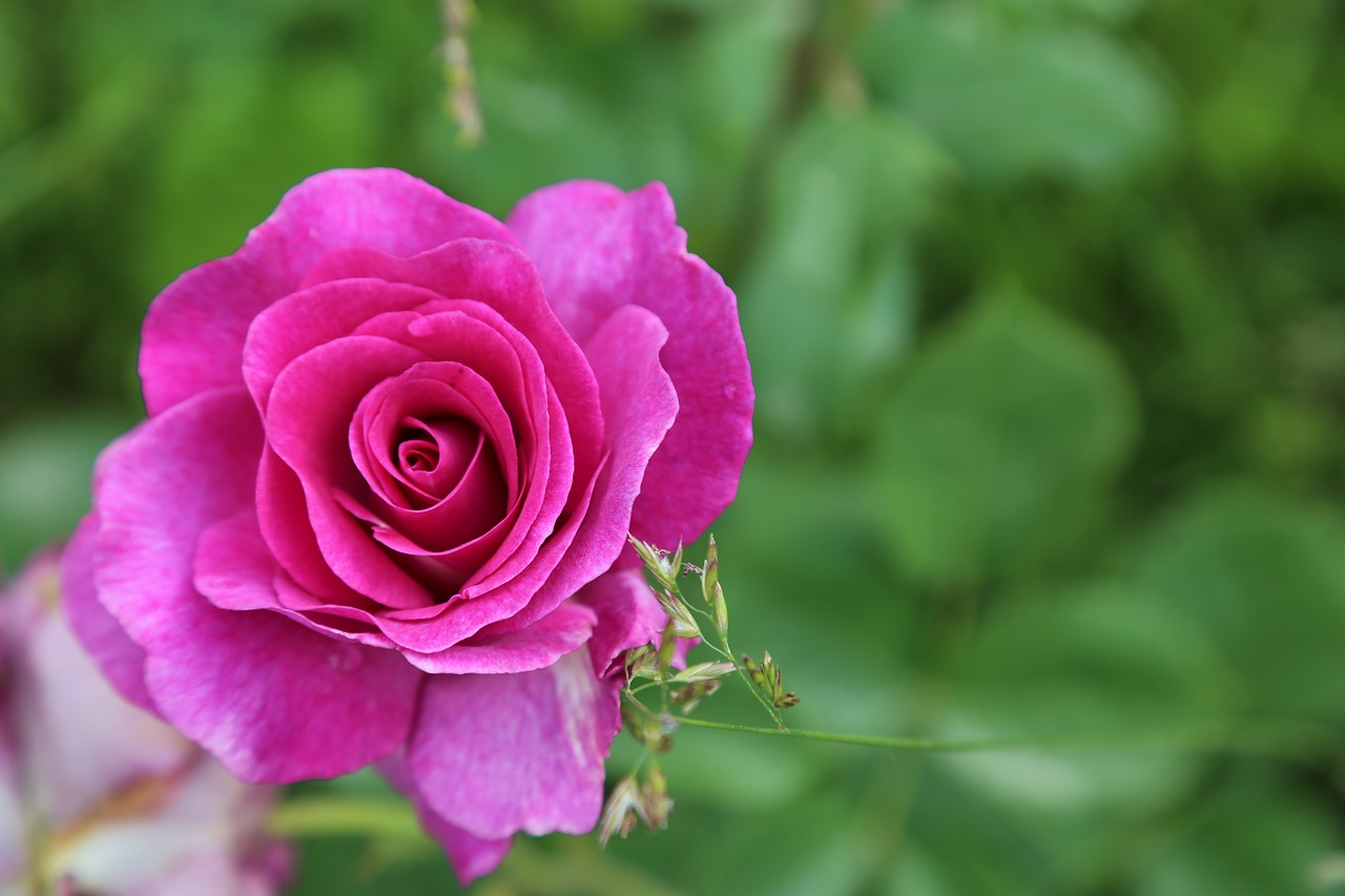 garcia  rose  flower free photo