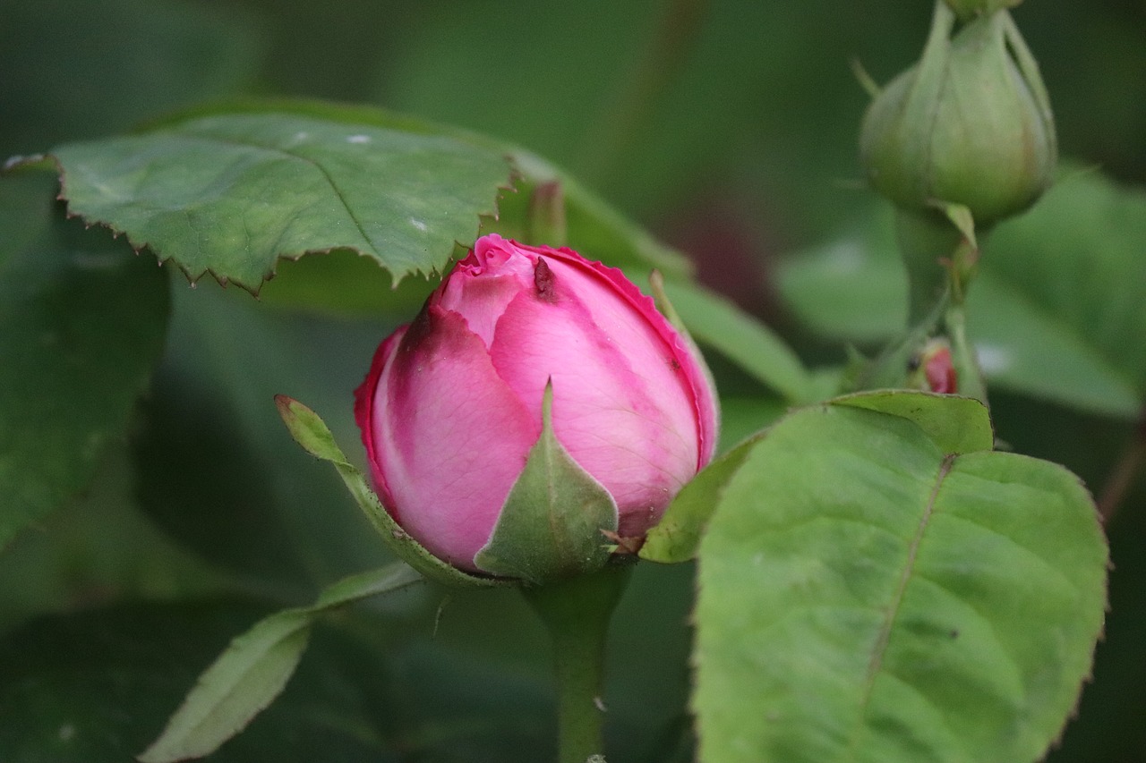 garcia  rose  bud free photo