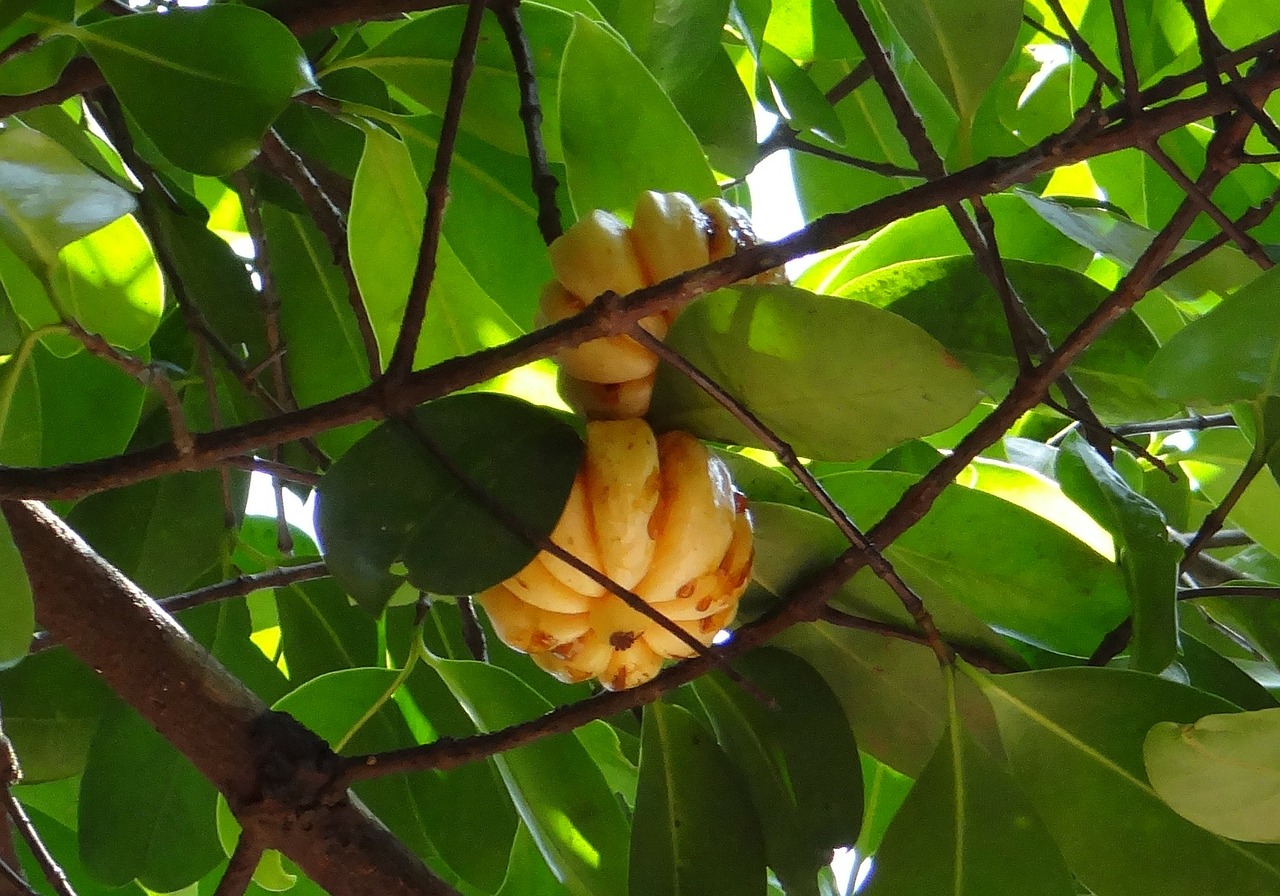 garcinia cambogia malabar tamarind vadakkan puli free photo