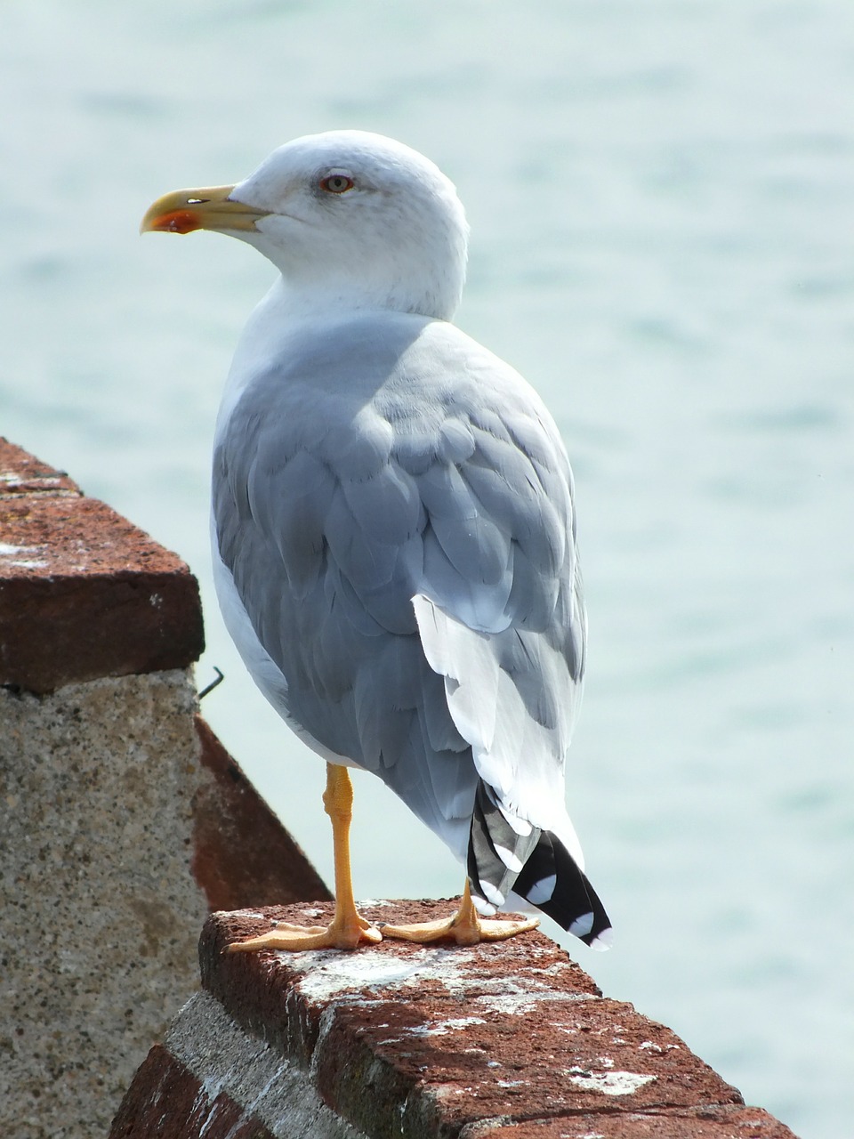 garda gull bird free photo