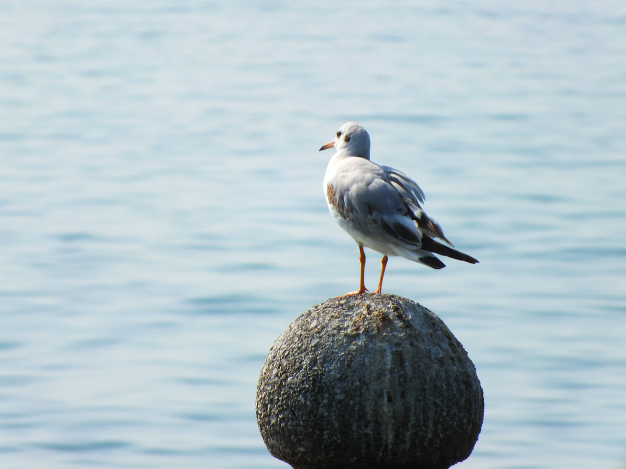 garda holiday gull free photo