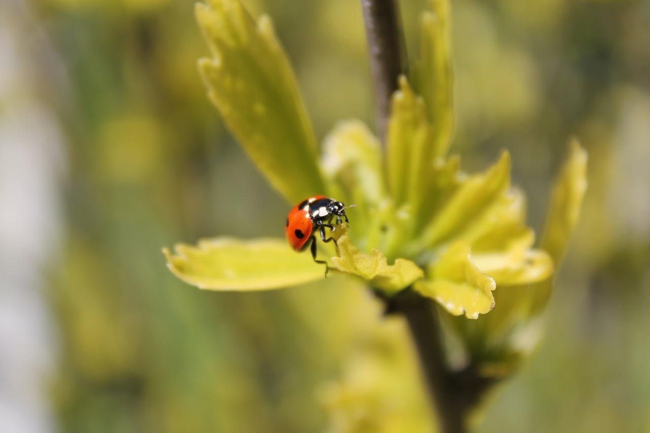 ladybug garden insect free photo