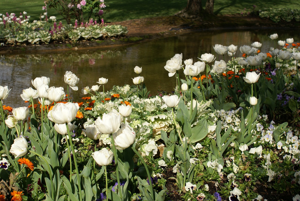 garden pond flowers free photo