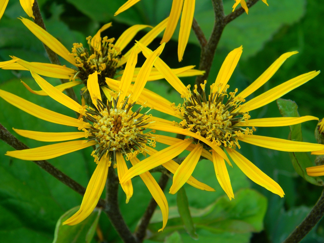 garden flower yellow free photo