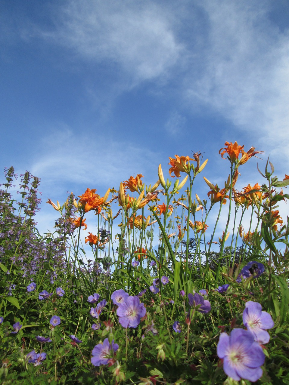 garden flowers blooms free photo