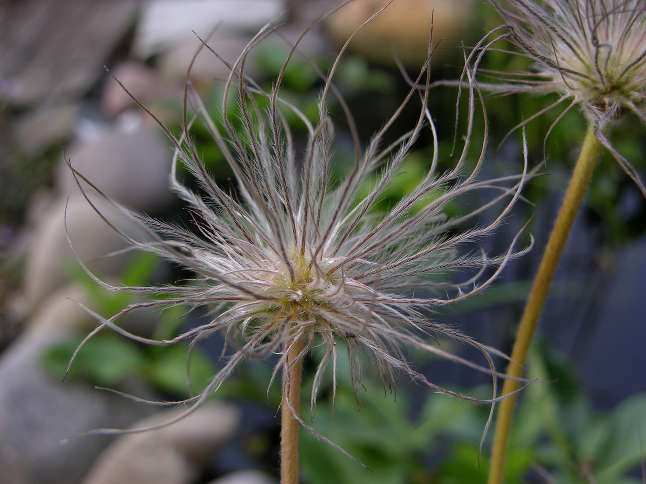 garden flower seeds was free photo