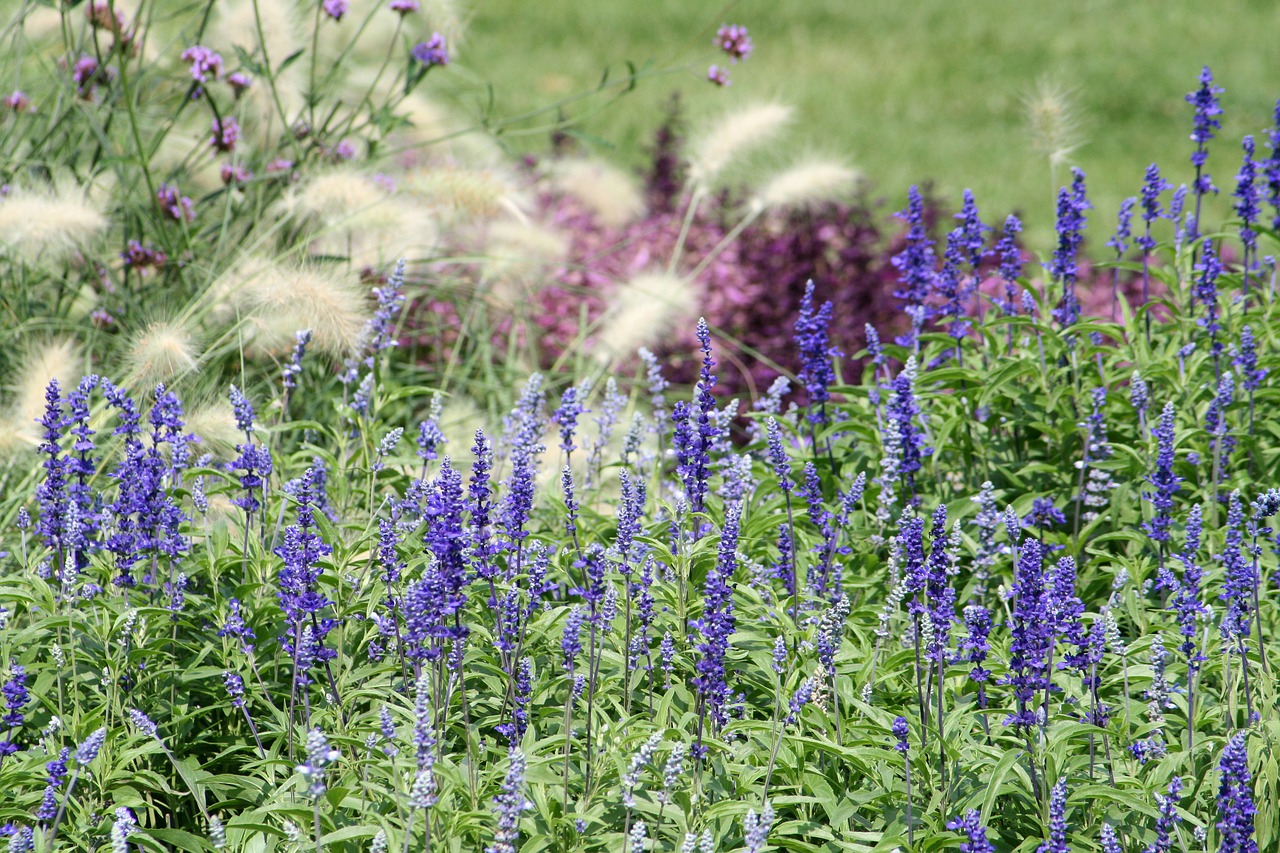 garden park lavender free photo