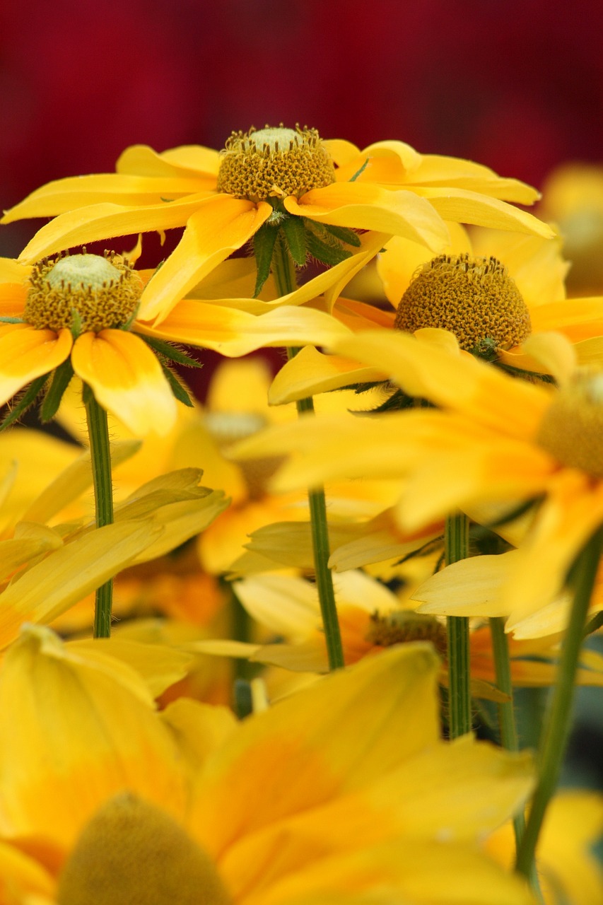 garden flowers yellow flowers free photo